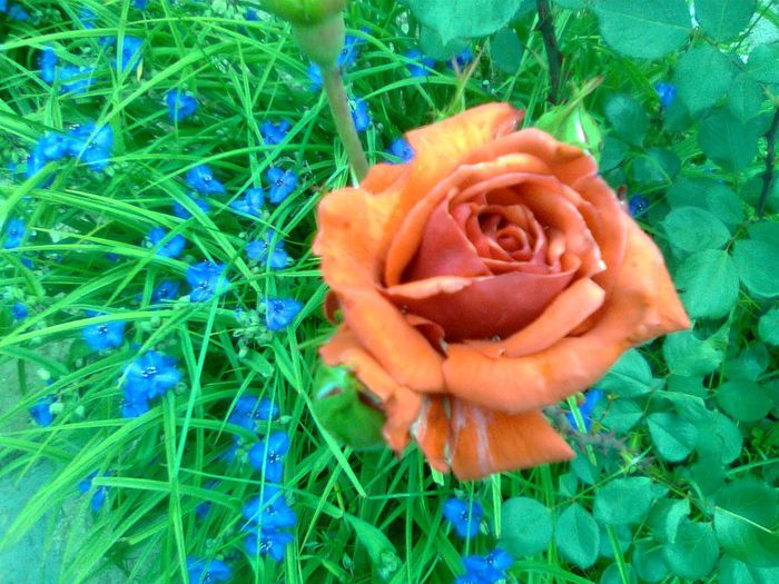 DOC POZE 006 - A___PRIMAVARA-VARA 2014