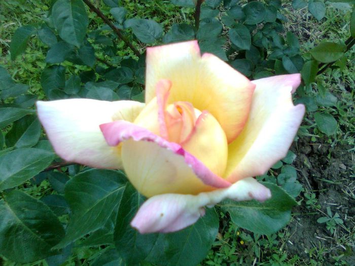 DOC POZE 010 - A___PRIMAVARA-VARA 2014