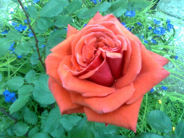 DOC POZE 008 - A___PRIMAVARA-VARA 2014