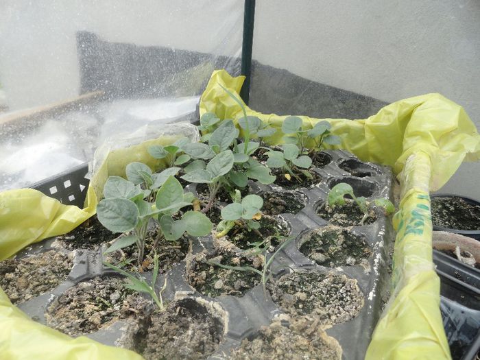 pisalis peruviana 3 buc mici 10 ron