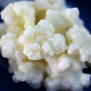 2 - KEFIR-ciuperca tibetana