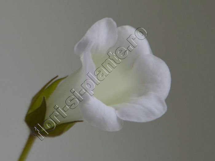 Sinningia Luci s Pearl White