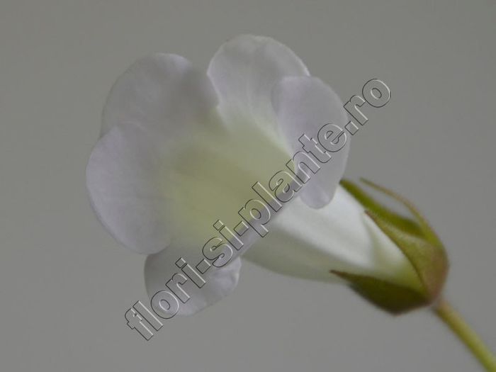 Sinningia Luci s Pearl White - GLOXINIA_SINNINGIA - Hibrizii mei -My hybrids