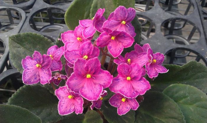 10373734_10203753062617680_8953951746827104113_n