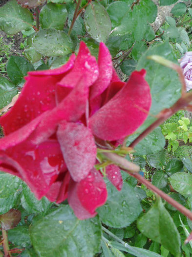 picture 036 - In aer parfum de rose