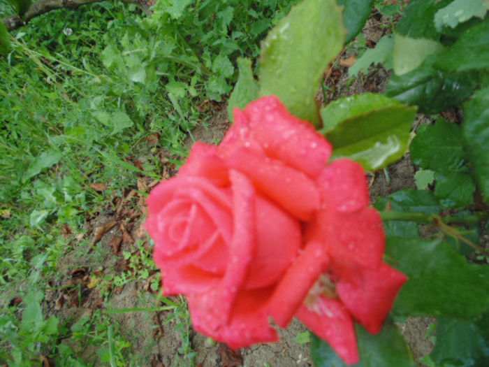 picture 027 - In aer parfum de rose