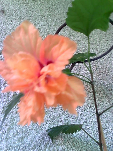 Bild4200_1 - HIBISCUS