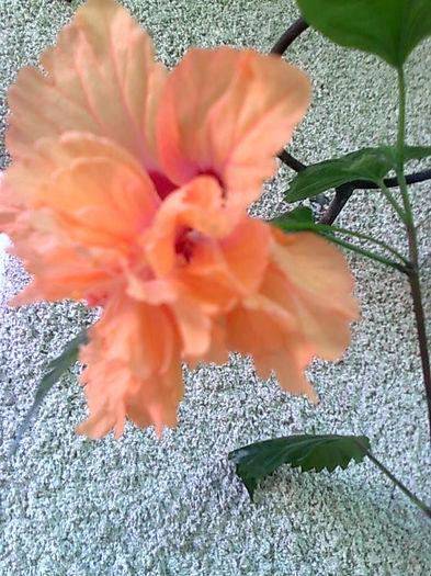 Bild4201 - HIBISCUS