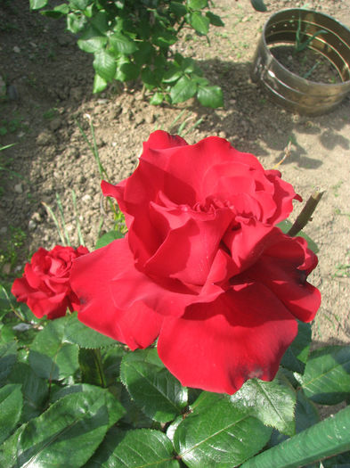 IMG_1197 - Barkarole 2014