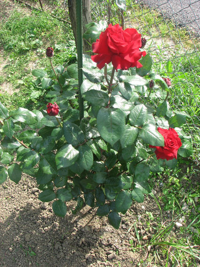 IMG_1201 - Barkarole 2014