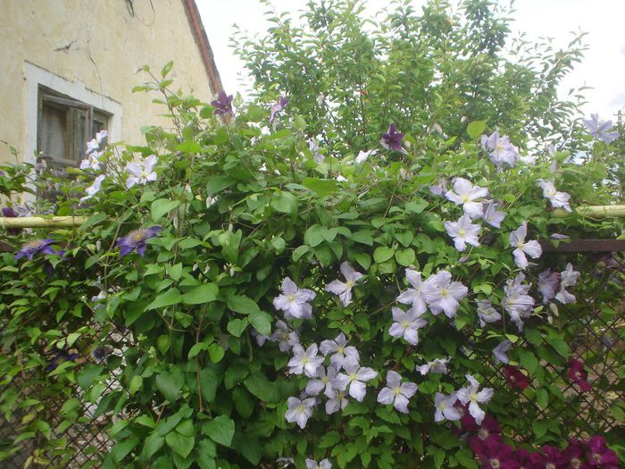 clematis