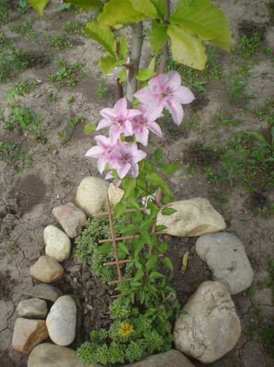 clematis