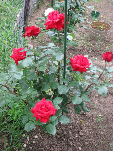 IMG_1627 - Barkarole 2014