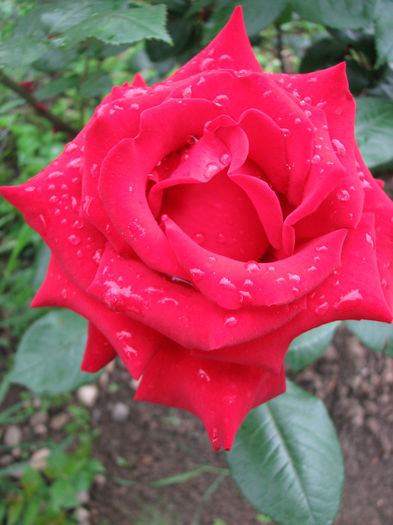 IMG_1628 - Barkarole 2014