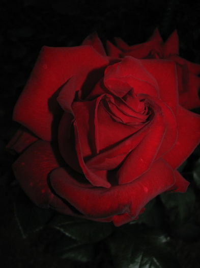 IMG_1836 - Barkarole 2014