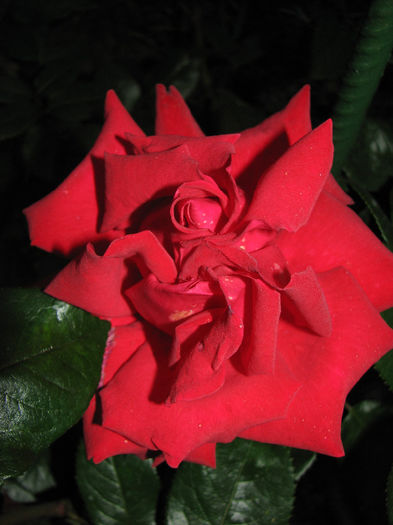 IMG_1842 - Barkarole 2014