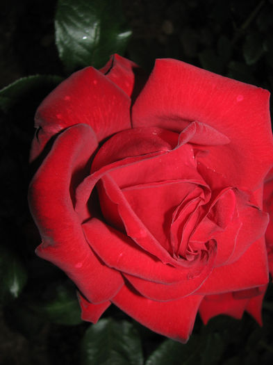 IMG_1840 - Barkarole 2014