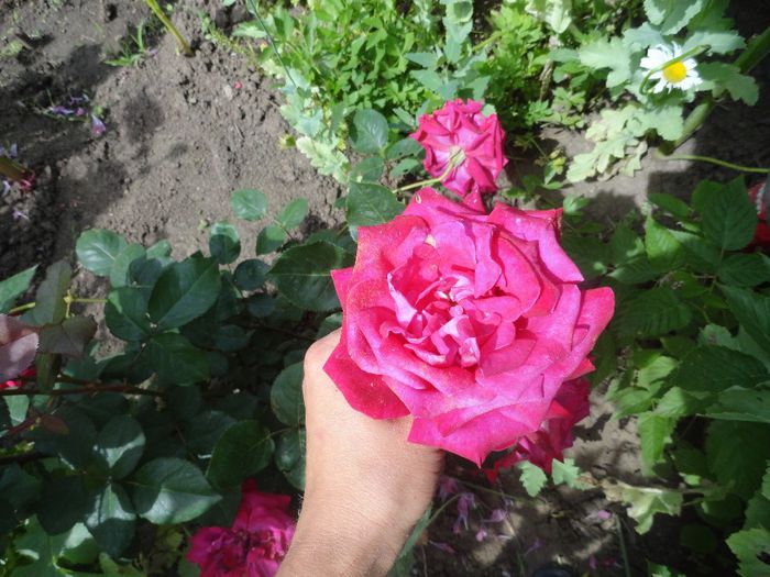 TRANDAFIR GRADINA PARFUMAT