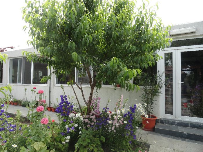 PIERSIC SALBATIC ANUL 5 CU FRUCTE