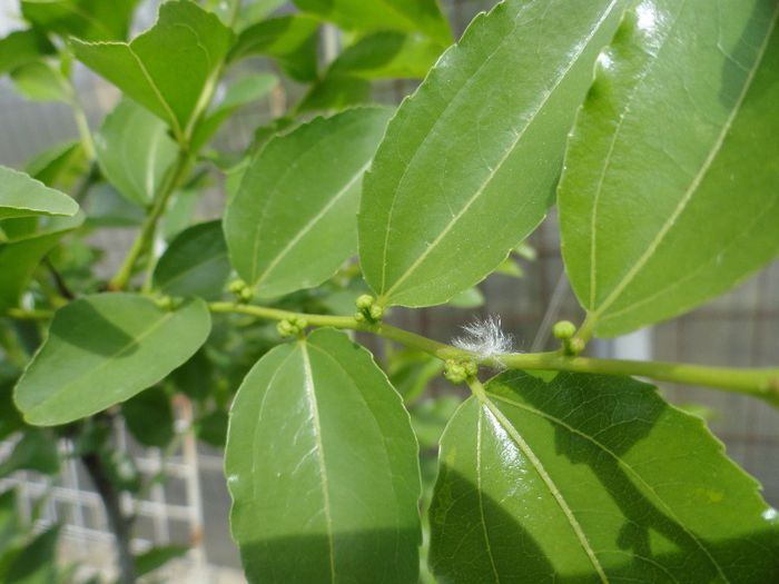 BOBOCI DE ZIZIBUS JUJUBA; COPACUL DE CIOCOLATA
