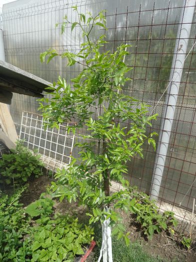 ZIZIBUS JUJUBA COP DE CIOCOLATA