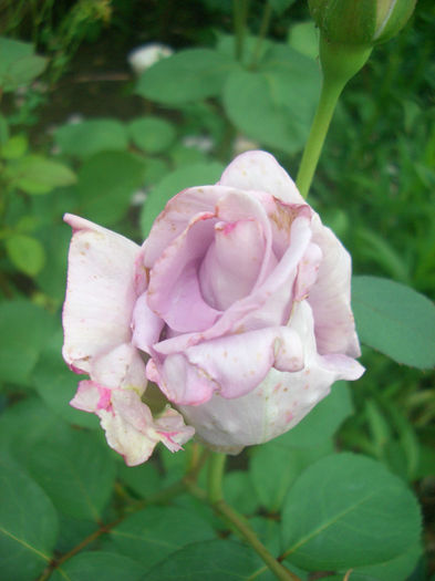 'Sissi ®' • Blå Måndag • Blue Monday • Blue Moon • Mainzer Fastnacht • Mainzer Rad • Navo-Rose • Sis; Hybrid Tea.  Bred by Mathias Tantau, Jr. (1912 - 2006) (Germany, 1964).
