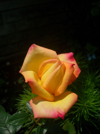 'Peace'• 3-35-40 (Meilland/'Peace') • Gioia • Gloria Dei • Madame A. Meilland; Hybrid Tea.  Bred by Francis Meilland (France, 1935).
