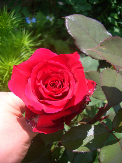 'Marcel Pagnol ®' • Graaf Lennart • Love's Promise™ • Matilda ™ • MEIsoyris • Red Cross• Velveteen; Grandiflora, Hybrid Tea.  Bred by Meilland International (France, 1994).
