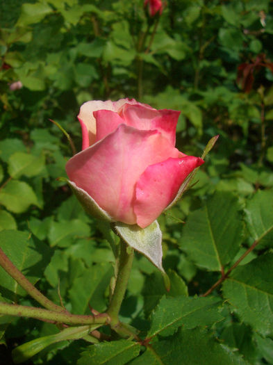 'Eifelzauber ®' • KORcarbas; Shrub.  Bred by W. Kordes &amp; Sons (Germany, 2008).
