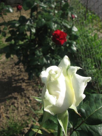 IMG_1276 - Polarstern 2014