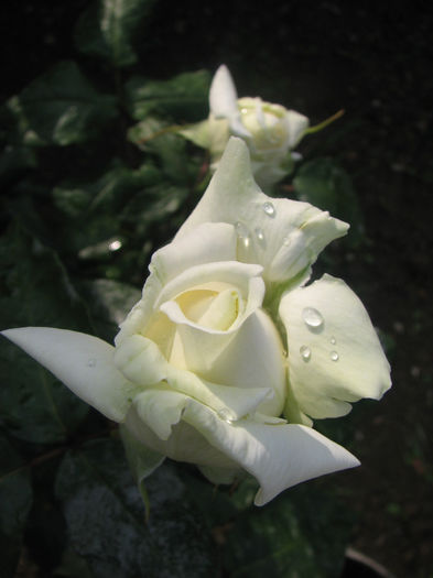 IMG_1326 - Polarstern 2014