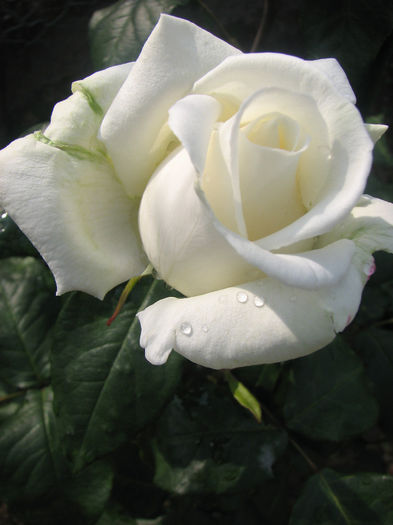 IMG_1324 - Polarstern 2014