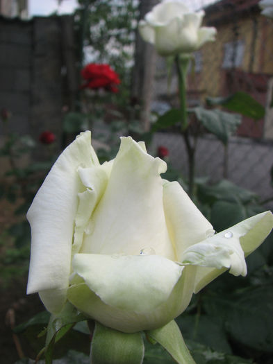 IMG_1354 - Polarstern 2014