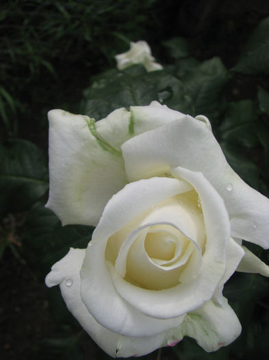 IMG_1358 - Polarstern 2014