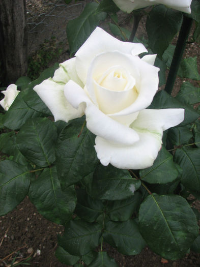 IMG_1497 - Polarstern 2014