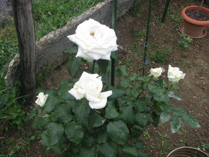 IMG_1496 - Polarstern 2014