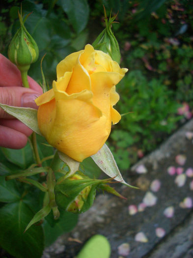 'Mélissa ®'• Golden Silk • SAUnelle; Hybrid Tea.  Bred by Bernard Sauvageot (France, 2000).
