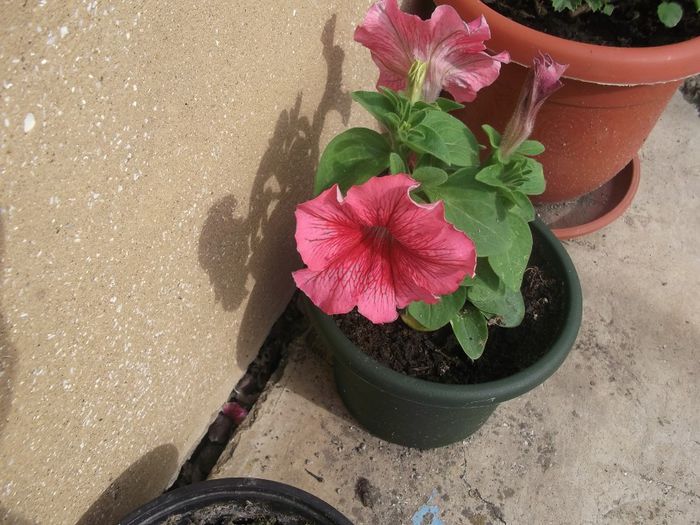 DSCF2710 - PRIMAVARA-VARA 2014