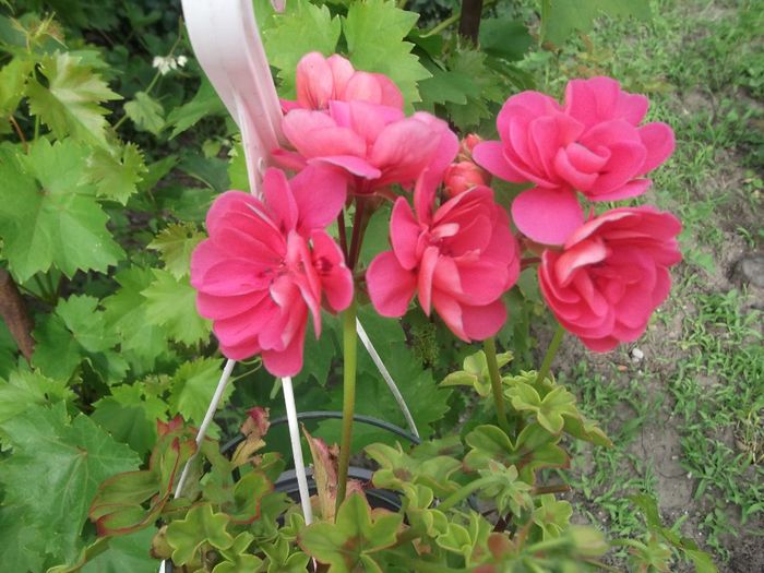 MUSCATA - PRIMAVARA-VARA 2014