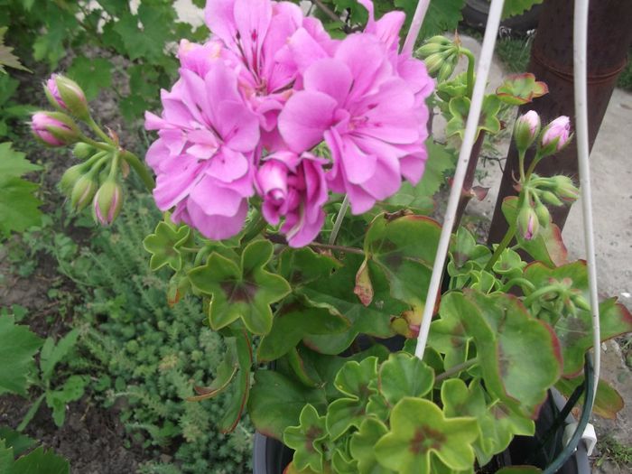 DSCF2713 - PRIMAVARA-VARA 2014