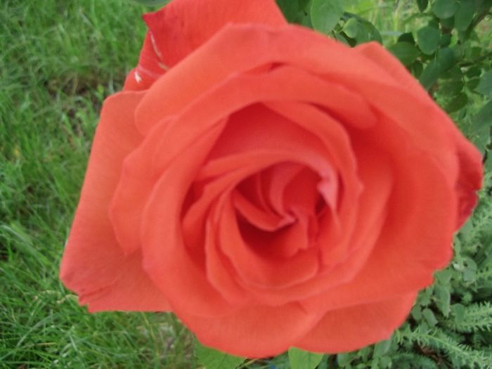 DSCF2716 - PRIMAVARA-VARA 2014