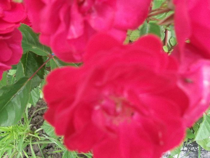 DSCF2718 - PRIMAVARA-VARA 2014