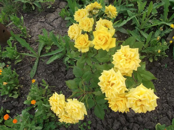 DSCF2719 - PRIMAVARA-VARA 2014