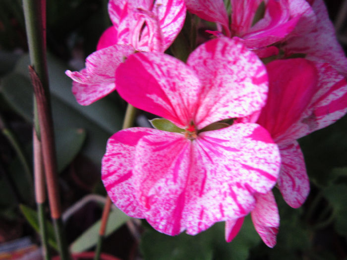 IMG_3056 - flori