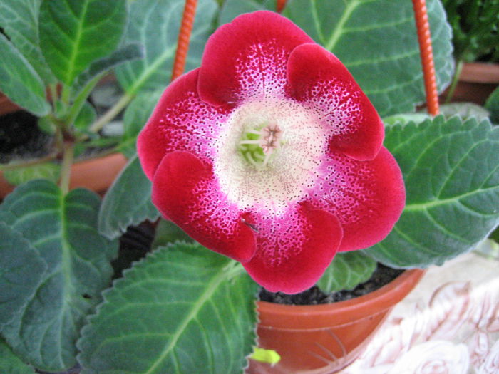 tigrina red Roxana