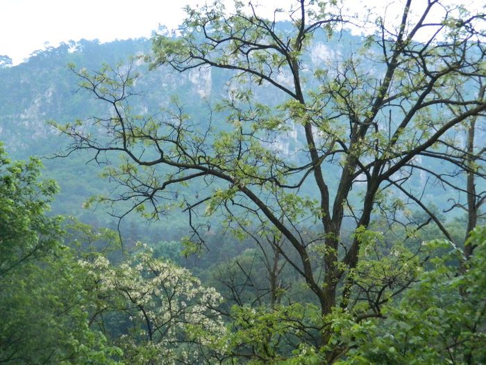 DSCN9920 - HERCULANE_MAI_4_2014