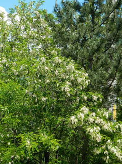 DSCN9977 - HERCULANE_MAI_4_2014