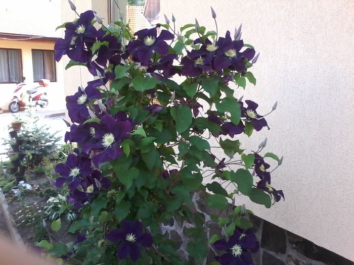 20140604_175924 - clematita 2014-2015-2016-2018-2019