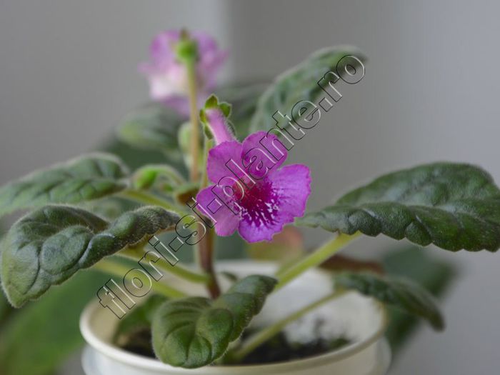 Sinningia Cherry Sprite - GLOXINIA _ SINNINGIA 2