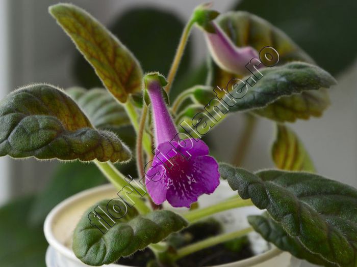 Sinningia Cherry Sprite - GLOXINIA _ SINNINGIA 2